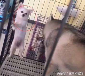 博美脾气比别的狗是暴躁还是温顺,博美脾气大越打越凶怎么解决