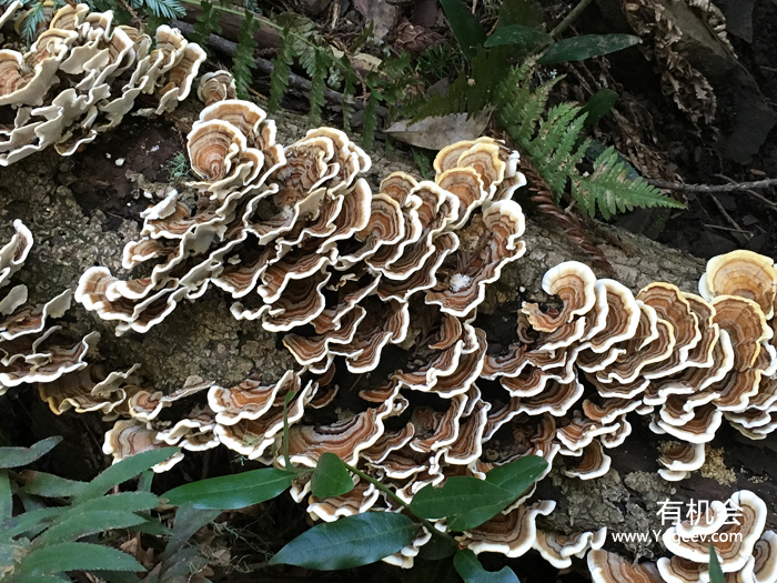 现实中的魔法森林,魔法森林教学课件