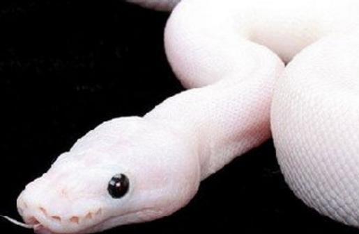 他好心救得一白蛇，白蛇为他送葬并守坟