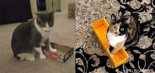 以静制动一招制敌,抓到一只猫如何让它平静下来