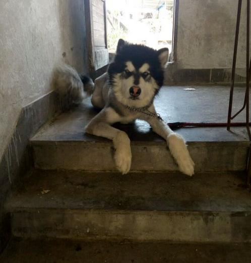 阿拉斯加被主人锁在楼梯间，不停发出哀怨的叫声，让人听得心生凄凉