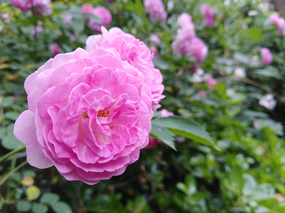 畅享7plus,华为畅享7plus