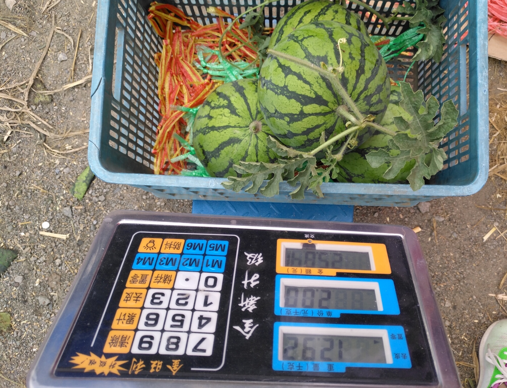 西瓜滞销行情,今年西瓜大概什么时候能便宜