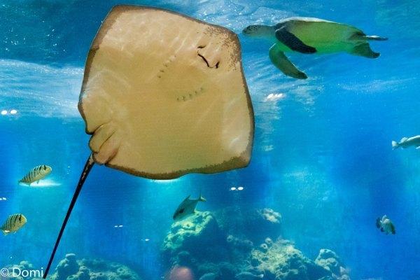 一顿海鲜大餐都有什么,海鲜大餐又便宜又营养又好吃