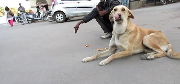 狗狗下巴长了一个小肉球,狗狗下巴长了一个包