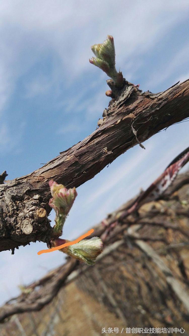 葡萄种植管理技术唐老师,如何管理葡萄才能高产的技术