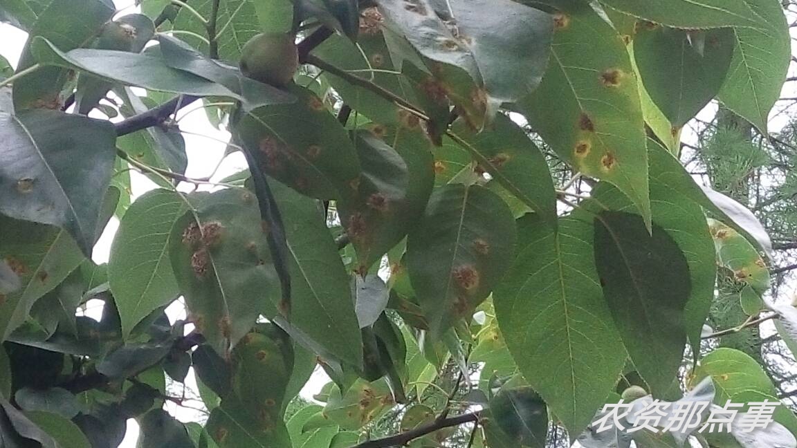 梨树锈病的主要症状及防治措施