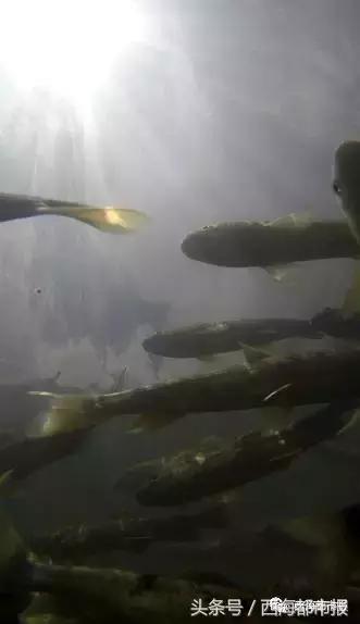 湟鱼洄游现生命的力量,青海湖湟鱼迎来洄游产卵高峰期