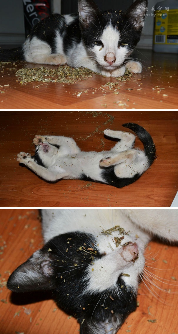 当猫碰到猫薄荷搞笑视频,猫咪遇到猫薄荷