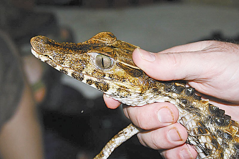 宠物鳄鱼跟什么一起养,养一只鳄鱼当宠物