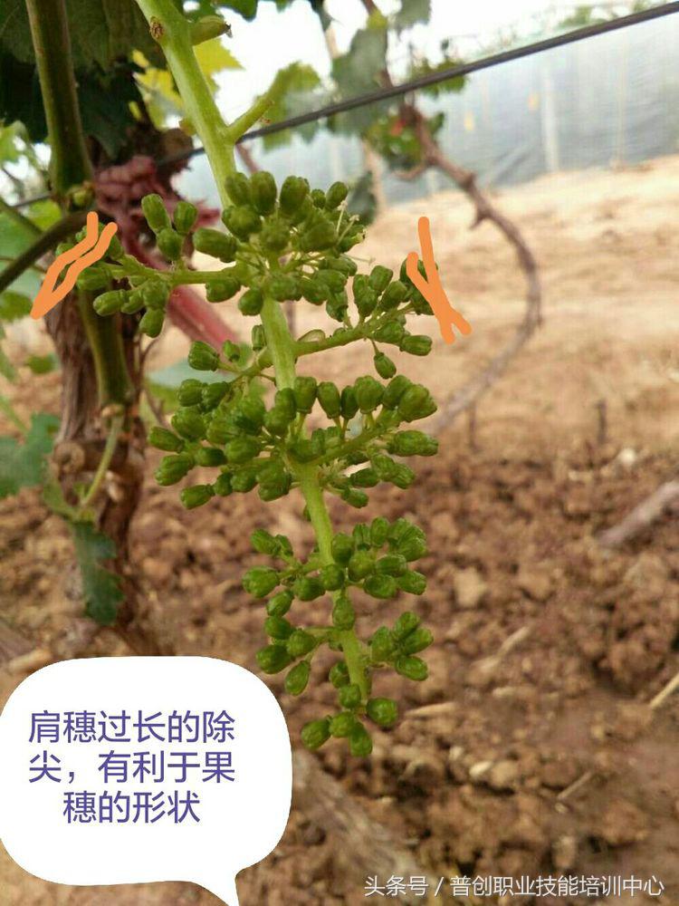 葡萄种植管理技术唐老师,如何管理葡萄才能高产的技术