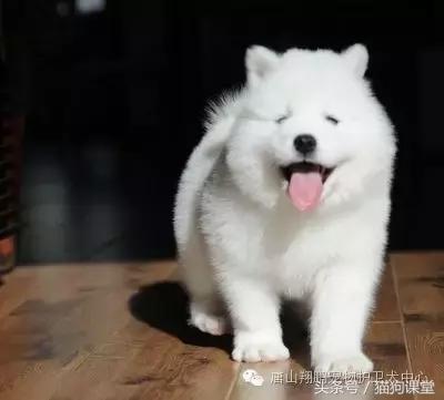 犬种介绍柴犬,萨摩耶是哪个国家的犬种