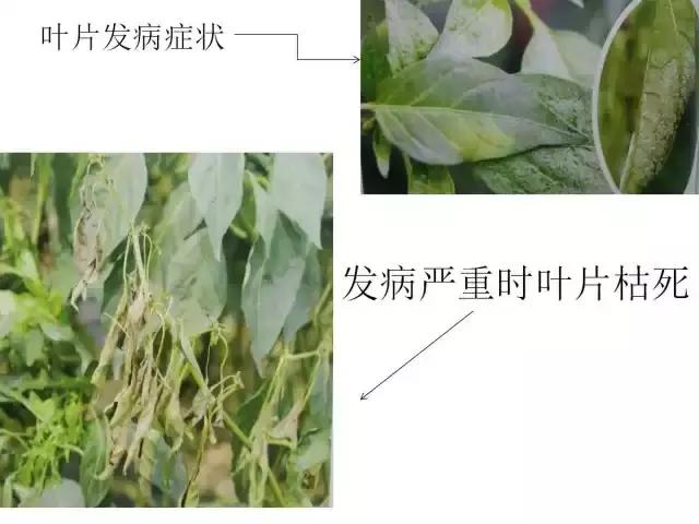 辣椒卷叶病虫害图谱及防治方案,辣椒病虫害大全