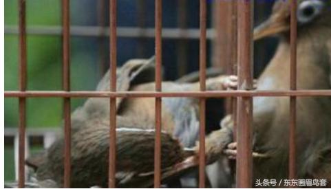 画眉鸟怎样才能大叫,画眉鸟的介绍简短又详细