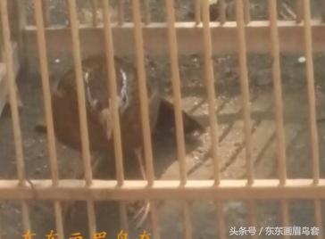 画眉鸟的叫声视频播放,画眉鸟的叫声藏有哪些知识