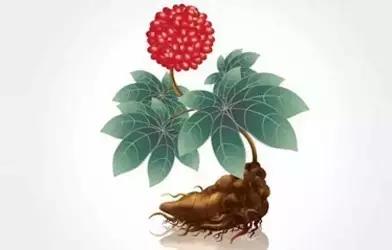 专家谈三七粉,请问专家三七粉治什么病