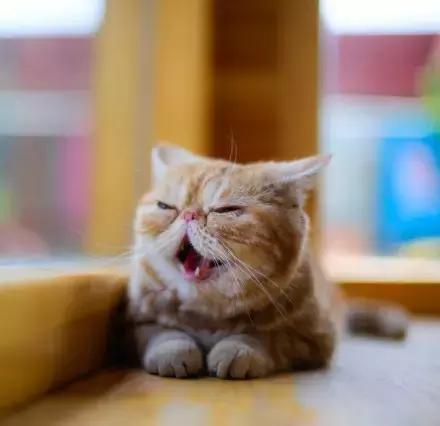 程两两｜扁脸超厉害的！