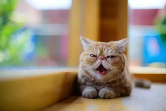 程两两｜扁脸超厉害的！