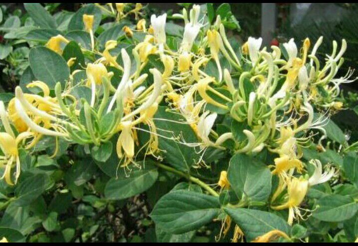 农村山里有什么特产,不起眼的农村土特产是什么