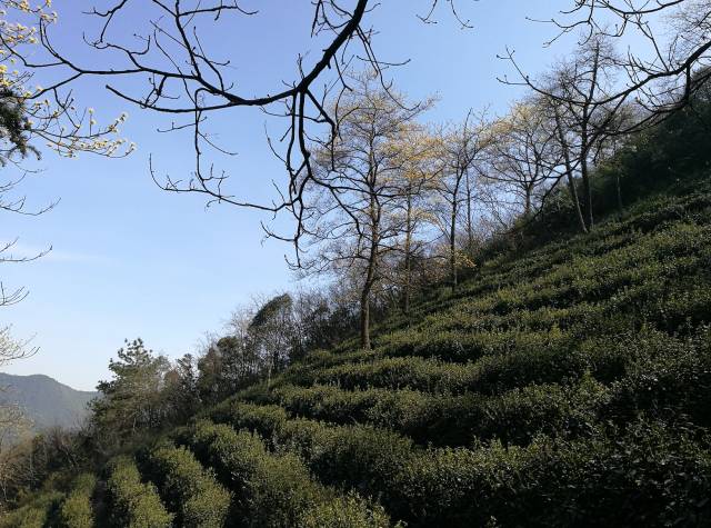 茶传媒采访视频,茶传媒深度访谈