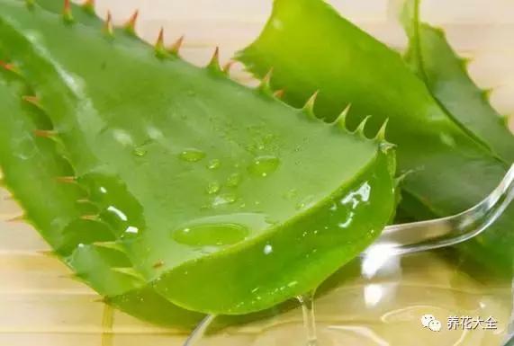 能驱虫的花,什么花养在家里可以净化空气