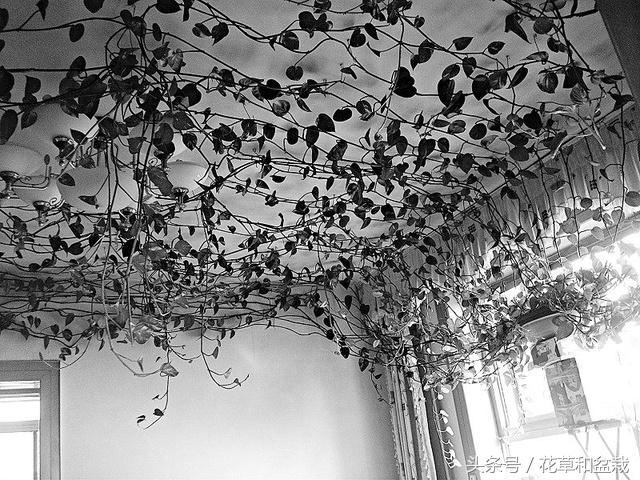 女人养了一棵绿萝10年爬满客厅,绿萝疯长爬满墙