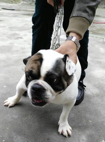 千万不要买市场上的狗,网上买狗买家秀