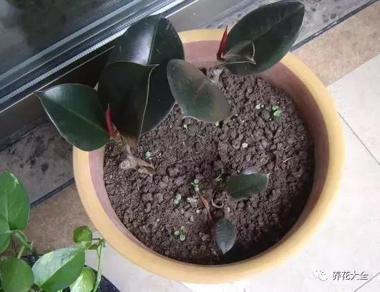 什么花驱虫又香,什么花驱虫又不伤人