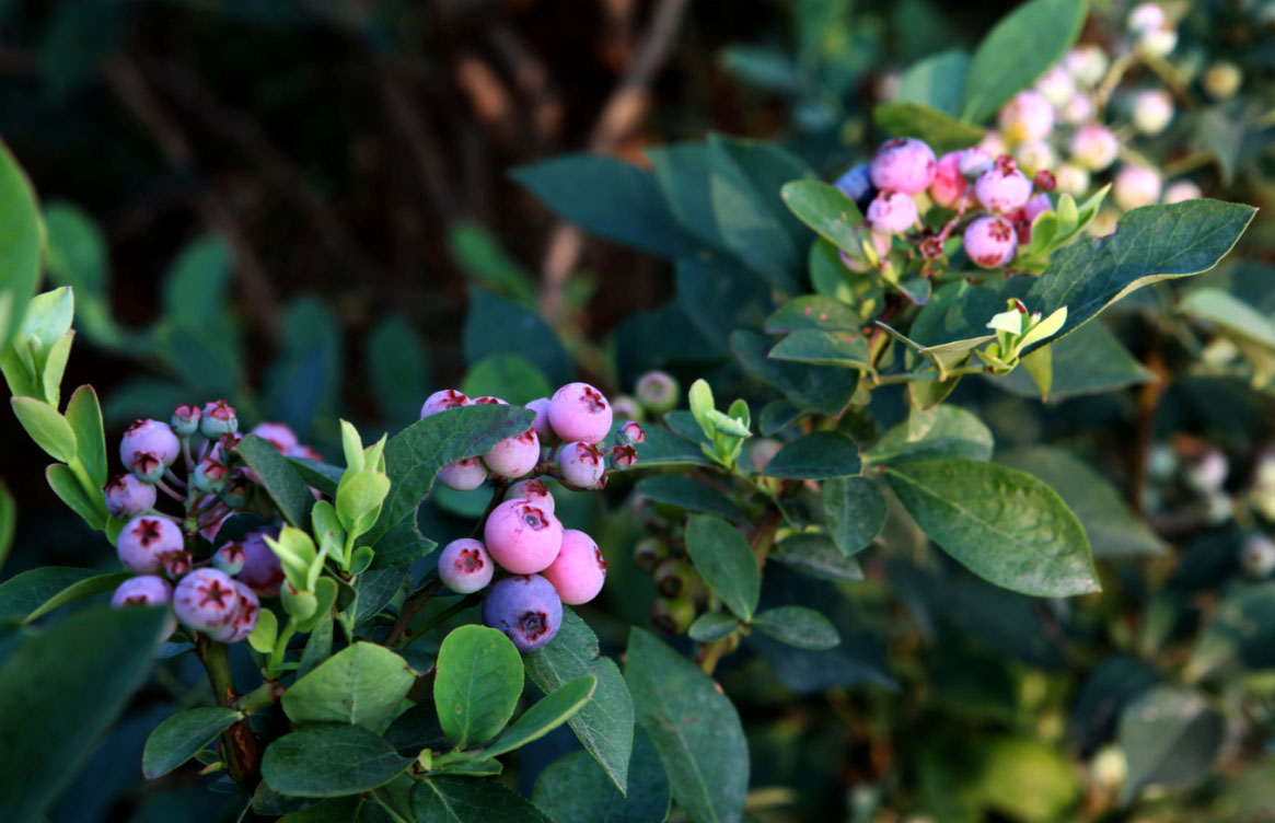 蓝莓有籽吗是老了吗,蓝莓有籽的好还是无籽的好