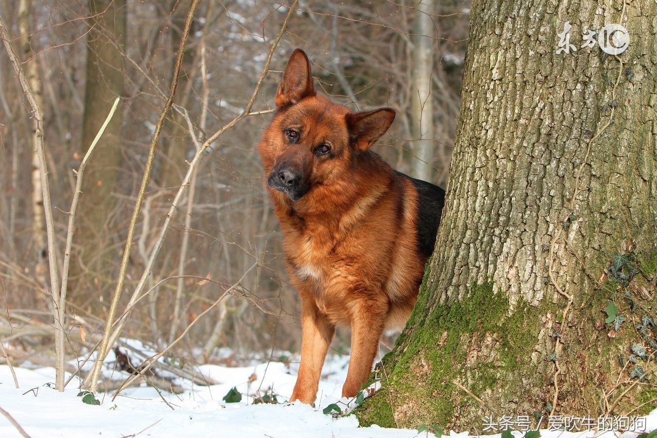 如何教牧羊犬定点大小便,怎么还能让牧羊犬不随便大小便