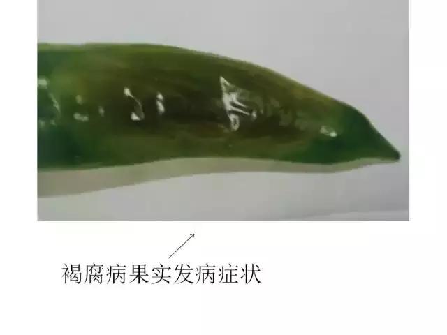 辣椒卷叶病虫害图谱及防治方案,辣椒病虫害大全