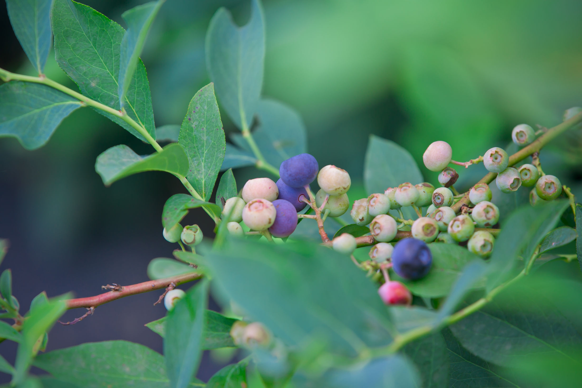 蓝莓有籽吗是老了吗,蓝莓有籽的好还是无籽的好