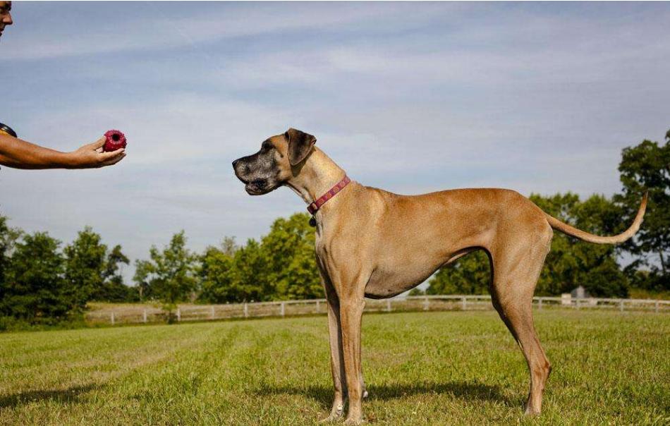 道格队长养宠物,道格宠物训练