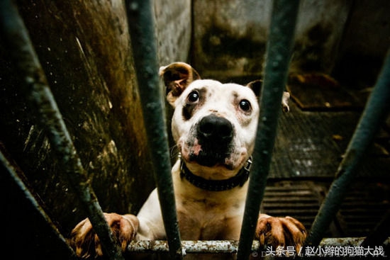 如果你心爱的狗狗丢了怎么办,最爱的狗狗丢了怎么放下