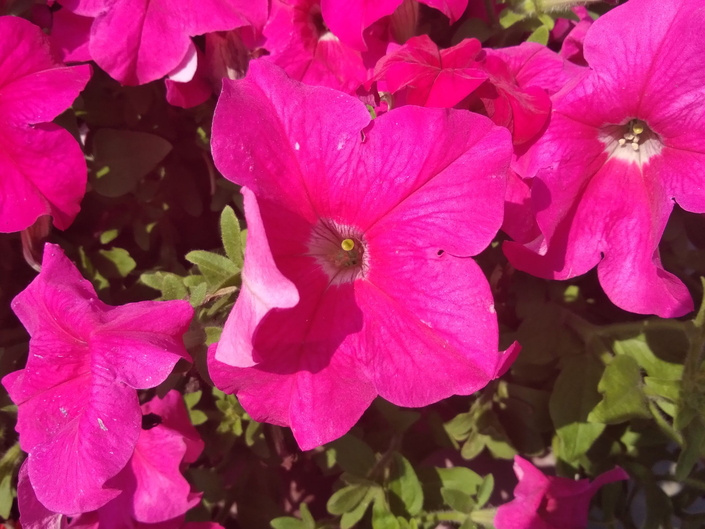 中低端手机流畅,中低端稳60帧的手机