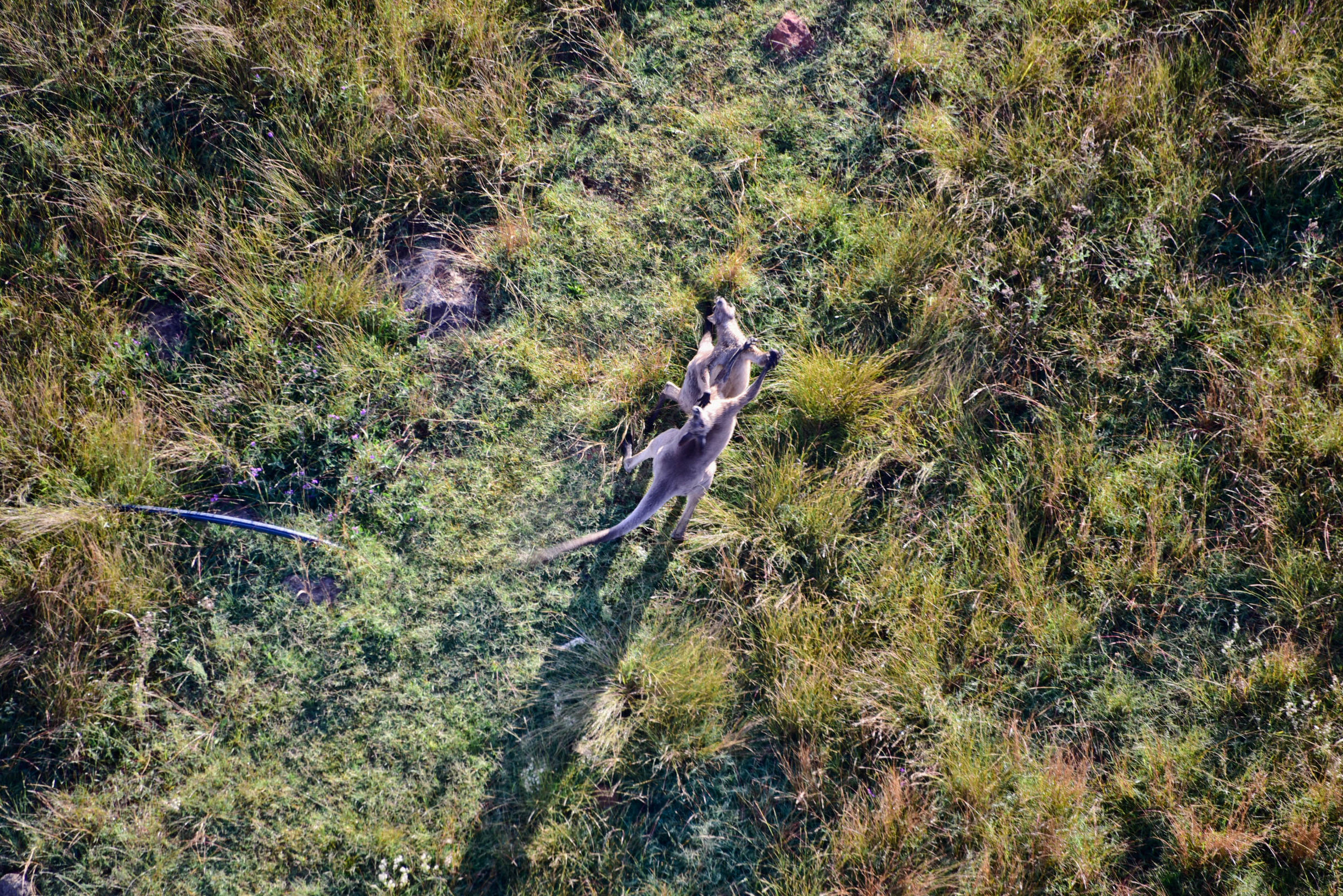 猎人谷热气球,悉尼猎人谷热气球攻略