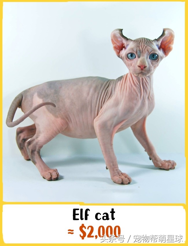 猫什么品种最值得买,猫的奢侈品种有哪些