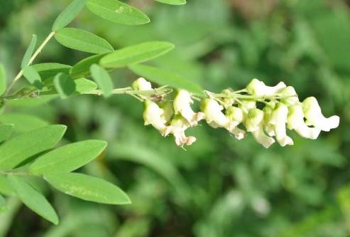 中药知识必学黄芩,中药知识必学代赭石