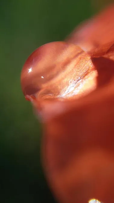 一个小小的贴片镜头瞬间让iphone手机拥有微距功能