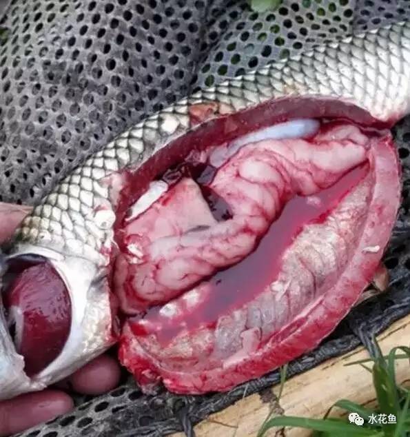 病毒性出血性败血症如何处理,暴发性出血病