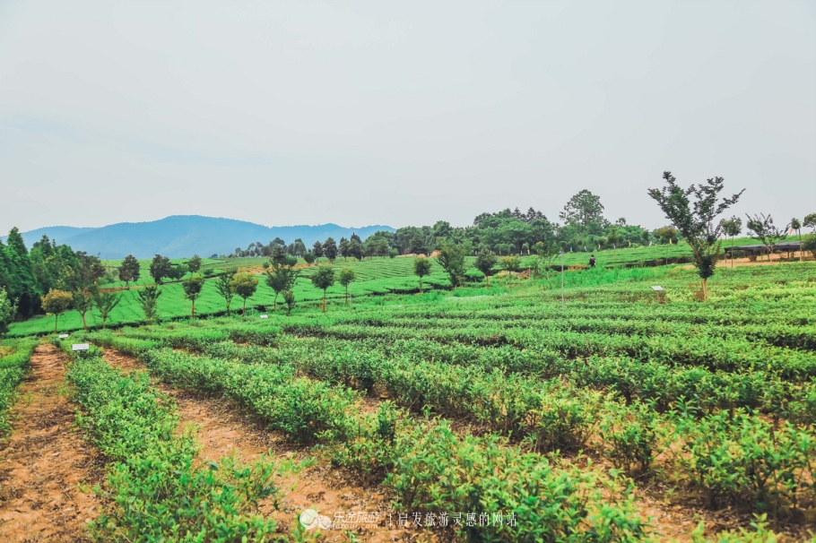 去木子山庄感受禅意，去观察奇曲茶