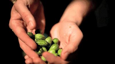 世界上最小的西瓜是什么西瓜,世界上最小的西瓜里面是蓝色的