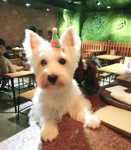 魔都特色餐厅推荐,魔都最有腔调的十家自助餐约起来