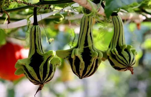 赚钱项目创富方法,干货分享36个创业赚钱的商业思路