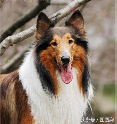 世界名狗牧羊犬,苏格兰牧羊犬大型犬