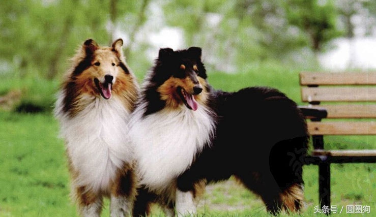 世界名狗牧羊犬,苏格兰牧羊犬大型犬