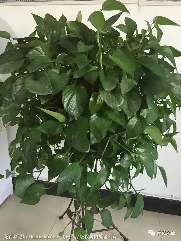 夏季发财树一般多少天浇水一次 (夏季多肉晴天浇水还是雨天浇水)