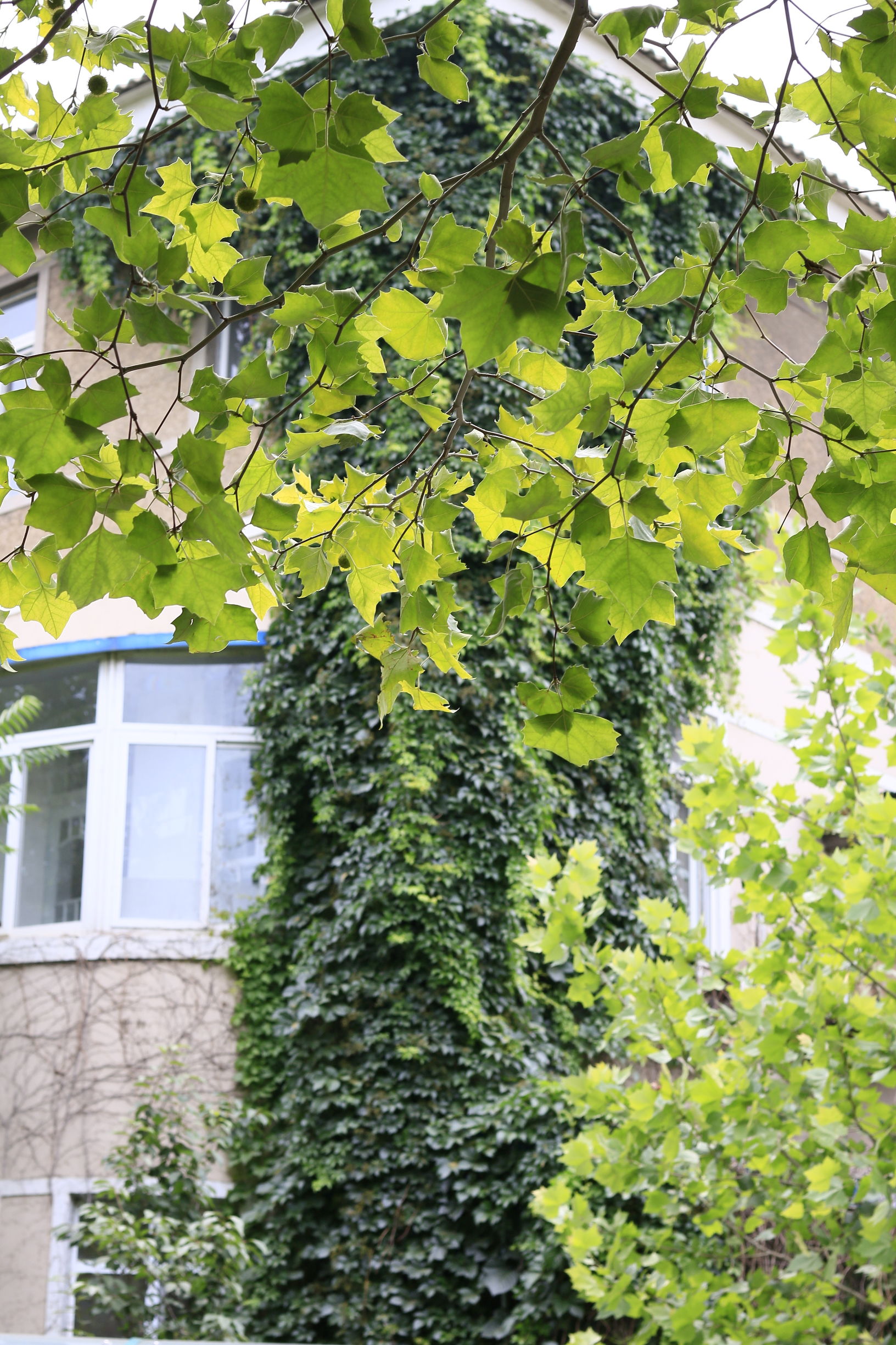 佳能70d配24mm头图片,佳能70d配18-55镜头怎么样