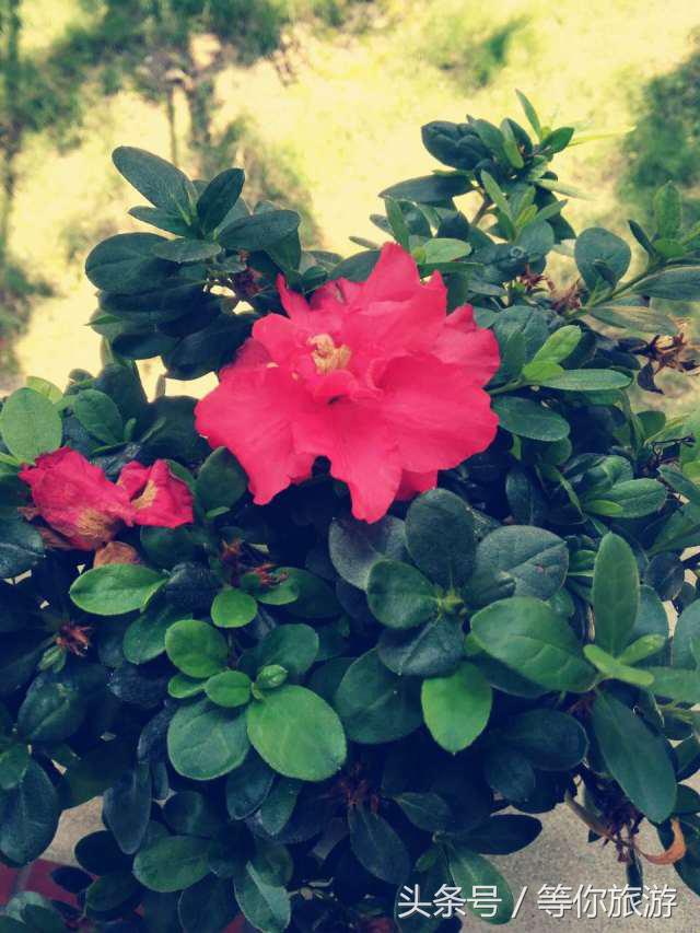 厦门五天四晚最佳攻略,5天4夜的厦门之旅