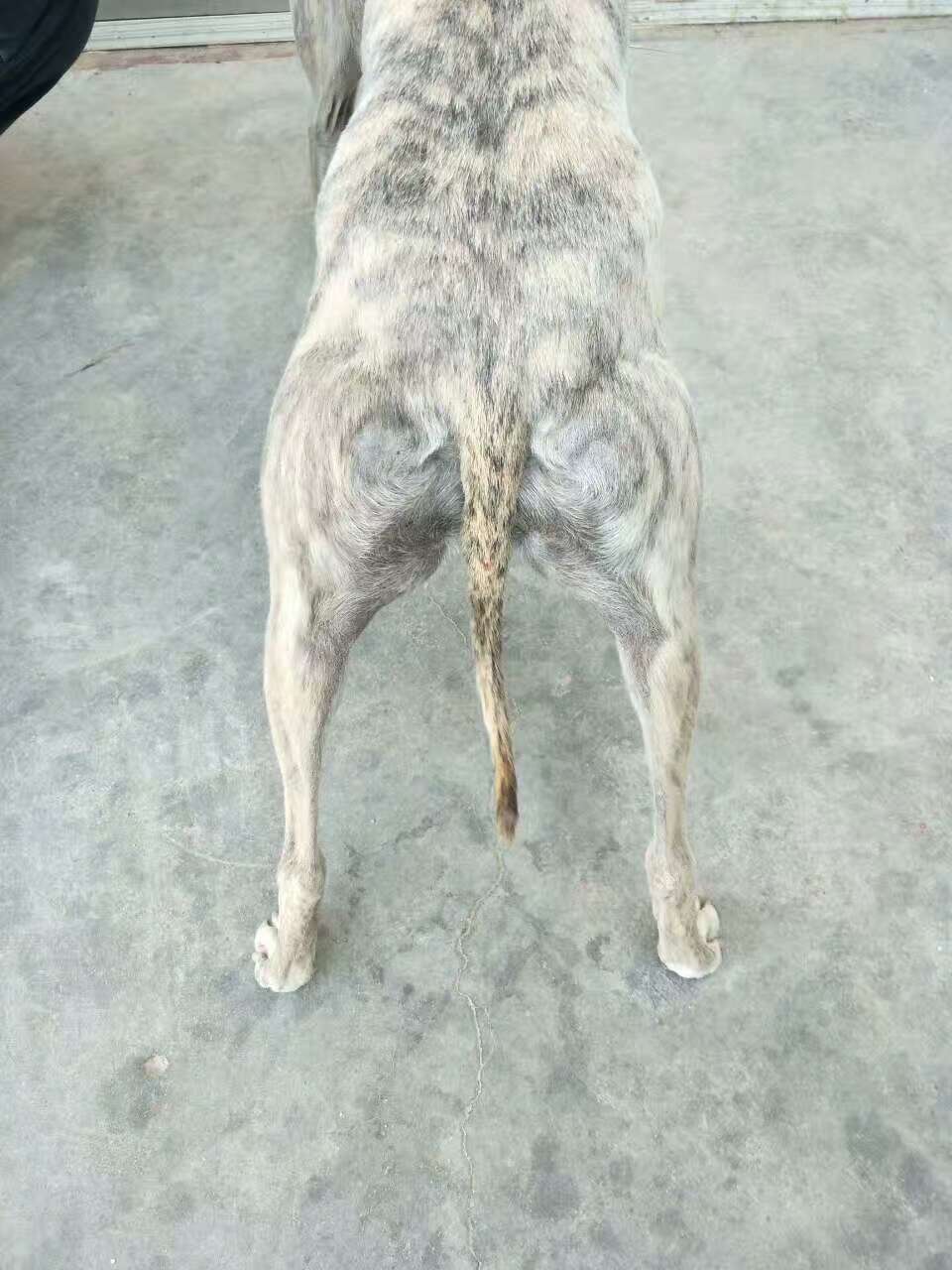 格力灵缇惠比特怎么分别,格力犬狩猎